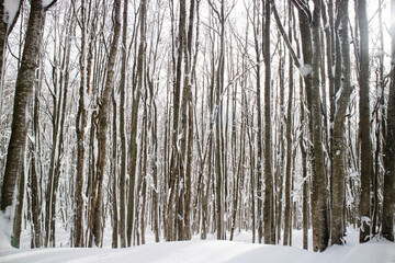 Birch forest after a snowfall in the morning