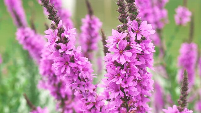 Beautiful  flower of Lythrum anceps swaying in the wind.