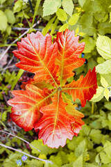 red leaves on green background, hello autumn beautiful photo background
