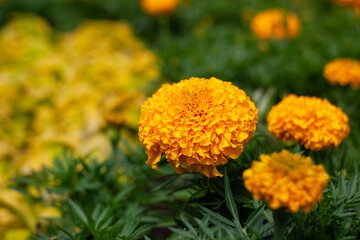 Marigolds, Tagetes erecta flowers in the garden.