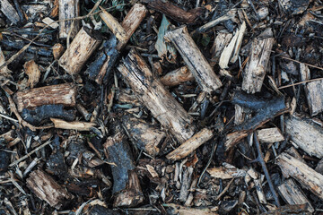 texture of old tree branches, bark, root. dead wood in the forest on the ground