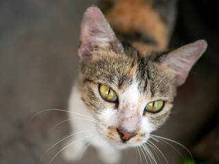 A cute local cat with pink nose, in shallow focus. Animal background and wallpaper.