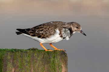 Adult Turnstone stood on a rotting groyne post