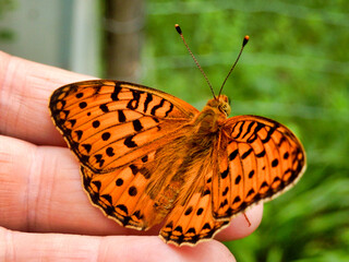 Dark Green Fritillary (Speyeria aglaja) resting on a hand
