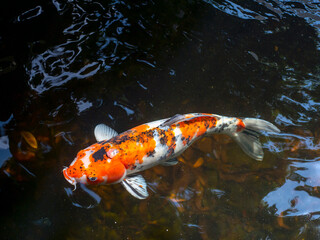 Koi fish, specifically nishikigoi (Cyprinus rubrofuscus), colorful decorative fish in an artificial pond