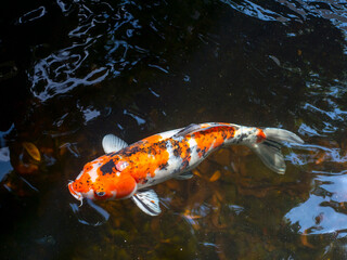 Koi fish, specifically nishikigoi (Cyprinus rubrofuscus), colorful decorative fish in an artificial...