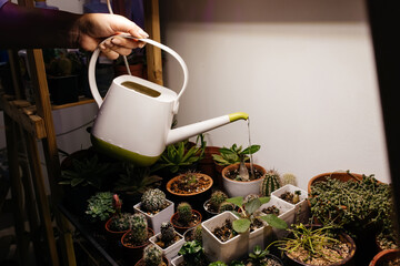 watering cacti and succulents on a shelf with phytolamps in the room