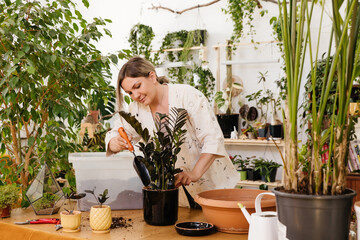 a woman transplants a zamiokulkas plant