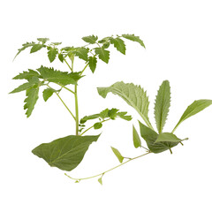 green leaf frame Cut out, isolated transparent background