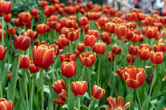 red tulips in the garden
