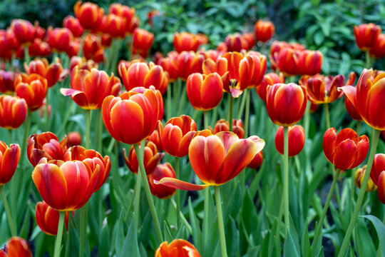 red tulips in the garden