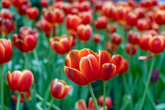 red tulips in the garden