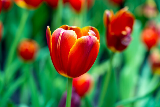 red tulips in the garden