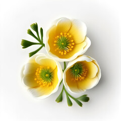 Fototapeta na wymiar Bouquet of yellow orange buttercup crowfoot flower plant with leaves isolated on white background. Flat lay, top view. macro closeup 