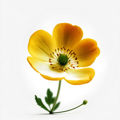 Bouquet of yellow orange buttercup crowfoot flower plant with leaves isolated on white background. Flat lay, top view. macro closeup	