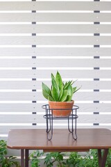 Snake plant, Sansevieria, Asparagaceae on white pot on wooden table white background