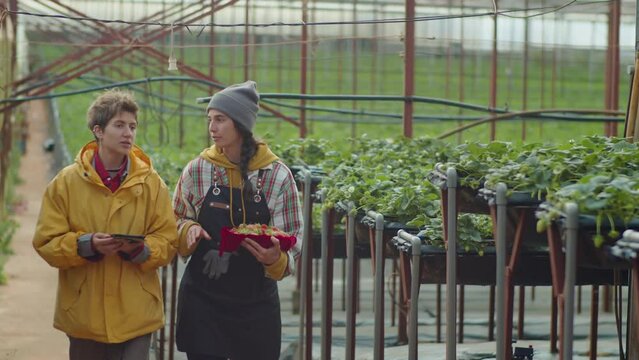 Medium long shot of two female coworkers walking through greenhouse farm, holding ripe strawberries and digital tablet and having discussion
