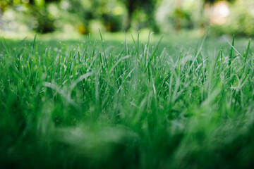 Macro view of lawn grass in backyard garden.