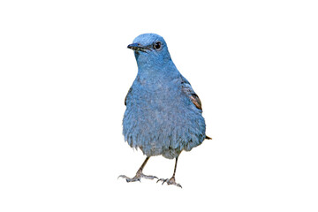 Fototapeta premium Blue Rock Thrush - Blue Beauty