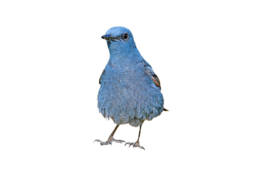 Blue Rock Thrush - Blue Beauty