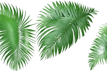 tree branch Cut out Palm leaves foliage transparent backgrounds 3d rendering