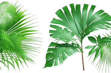 tree branch Cut out Palm leaves foliage transparent backgrounds 3d rendering