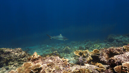 Underwater photo of Blacktip reef shark at a coral reef