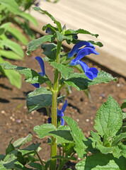 Salvia patens Blue Angel (Gentian Sage), bright blue tender perennial