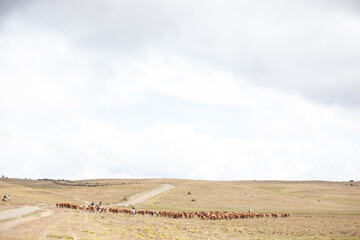 Cattle Ranch in south patagonia argentina - obrazy, fototapety, plakaty