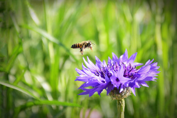 purple flowers and little bees flying