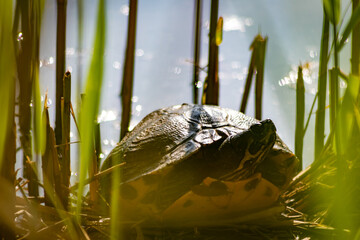 Sunbathing turtle at the shore of a lake warming up in the sunshine as reptiles in natural environment slow walking but fast swimming and deep diving attentive tortoises and exotic pets in garden pond