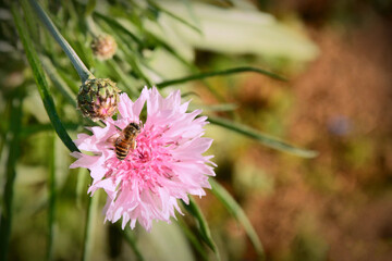 Bee perched on a pink flower
