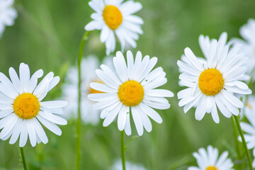 Bunch of beautiful daisyflowers with a flying insect in an idyllic garden with green grass and a blurred background shows the garden love in urban parks and a healthy environment in spring and summer 