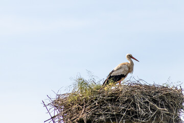 White stork nesting in big stork nest with young stork hatching and breeding in springtime waiting for migrating bird parents standing in nest with sky background grooming feathers and feeding biddy
