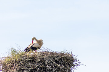 Fototapeta premium White stork nesting in big stork nest with young stork hatching and breeding in springtime waiting for migrating bird parents standing in nest with sky background grooming feathers and feeding biddy