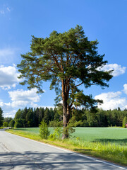 road in the forest