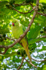 Wild green ringneck parakeet on a branch in a tree in St James park, London