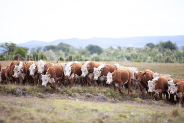 Cattle Ranch in south patagonia argentina