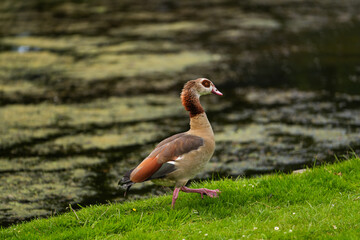 Close up photo with a Nile Egyptian Goose (Alopochen aegyptiaca) standing and eating on a green lawn grass. Common ducks birds photo.