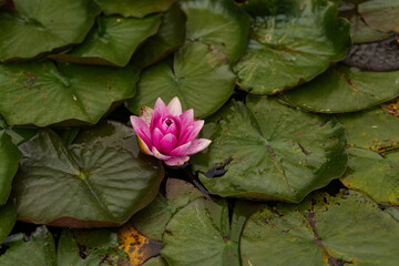 Close up photo with a beautiful vivid pink color water lily flower