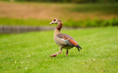 Close up photo with a Nile Egyptian Goose (Alopochen aegyptiaca) standing and eating on a green lawn grass. Common ducks birds photo.