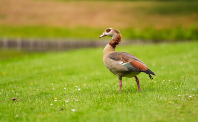 Close up photo with a Nile Egyptian Goose (Alopochen aegyptiaca) standing and eating on a green lawn grass. Common ducks birds photo.