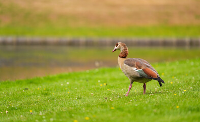 Close up photo with a Nile Egyptian Goose (Alopochen aegyptiaca) standing and eating on a green lawn grass. Common ducks birds photo.