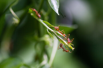 red ant on a green plant