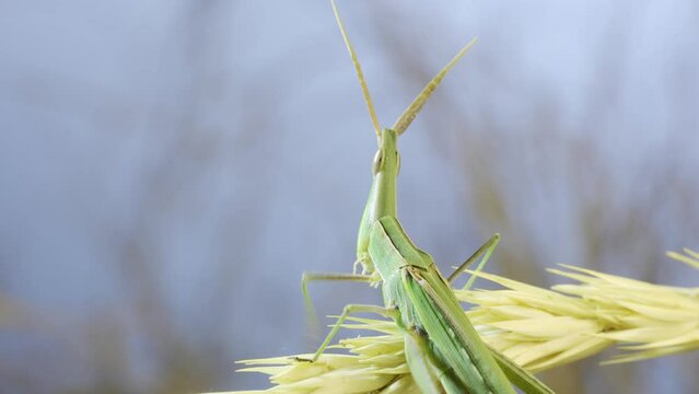 Close-up of an active Giant green slant-face grasshopper Acrida on spikelet on grass and blue sky background.