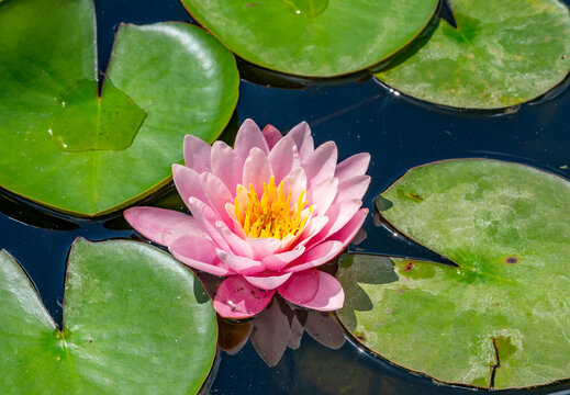 pink water lilly in the pond
