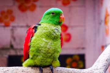 Selective focus of red winged parrot perched in its enclosure in the afternoon. Great for educating children about wild animals.