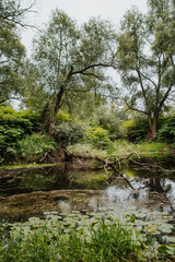 droga, drzewa, las, natura, pola, łąki, niebo, pogoda, krajobraz, drzew, gras, countryside, zieleń, podróż, woda, rzeka, staw © Agnieszka