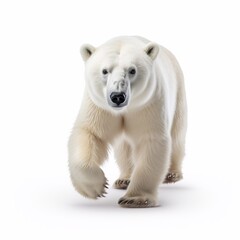 Fototapeta premium polar bear isolated on white