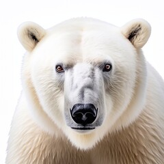 polar bear portrait